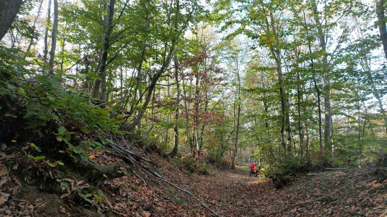 yalova ormanlarinda sonbahar guzelligi 2