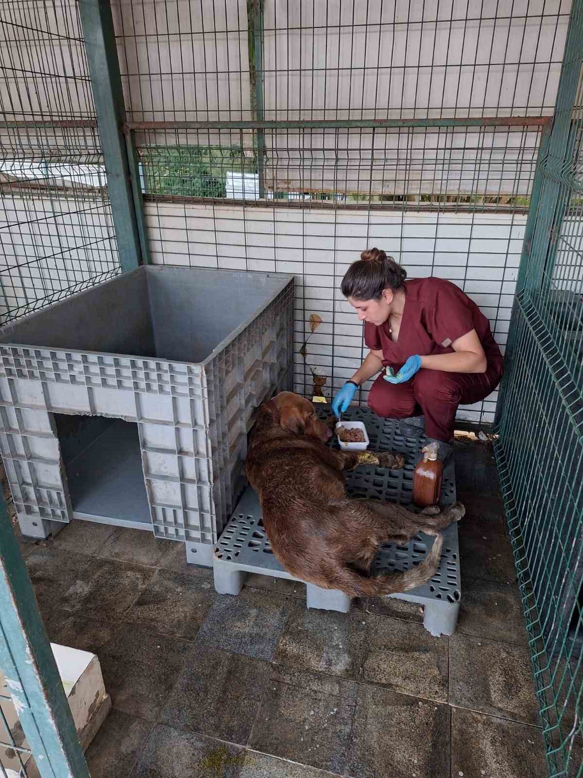 yalovada 3 gun su kuyusunda mahsur kalan kopek kurtarildi 5 VC5gpj2H