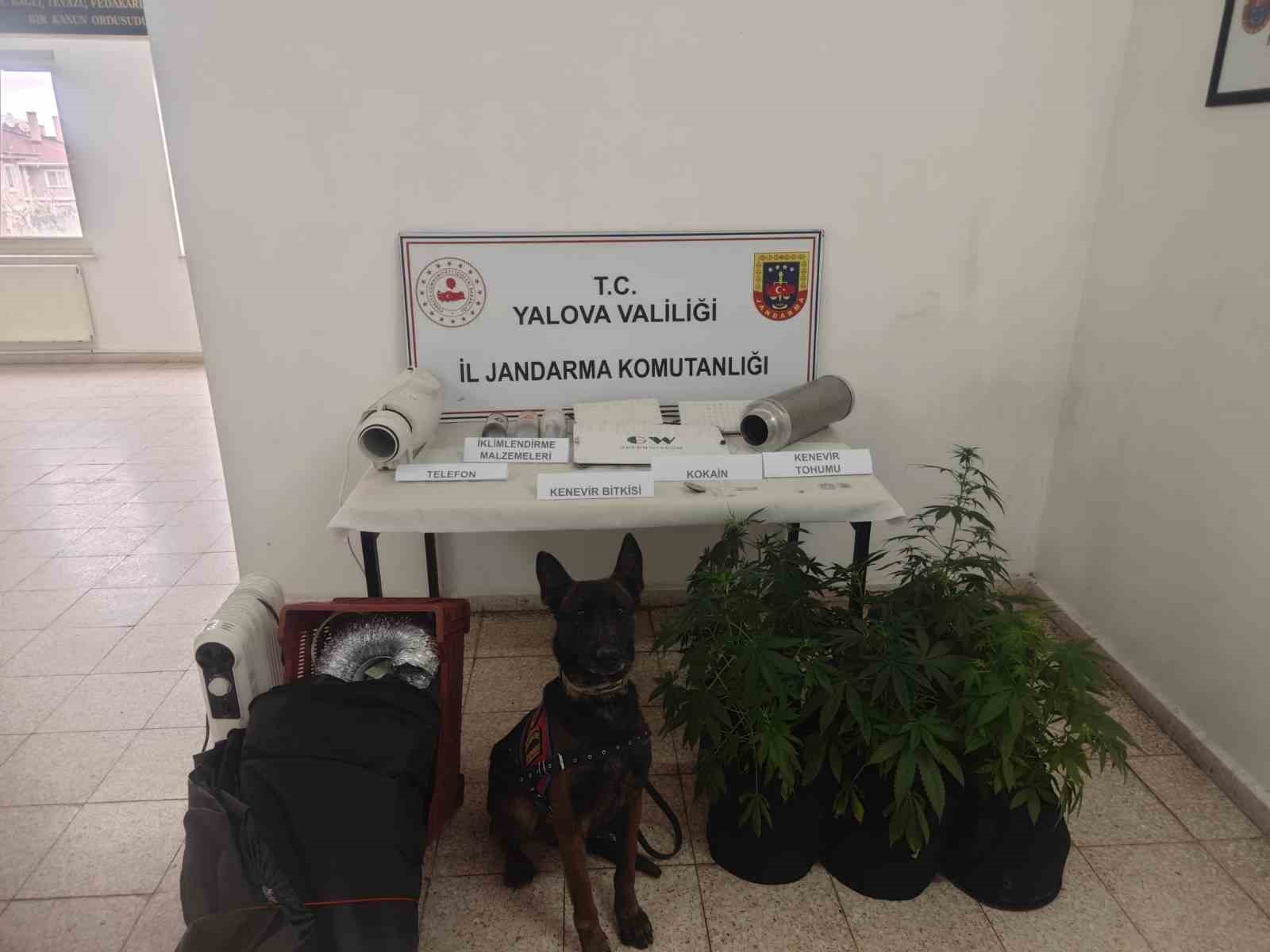 yalovada evinde uyusturucu yetistiren supheli yakalandi 1 MtU2SGUv
