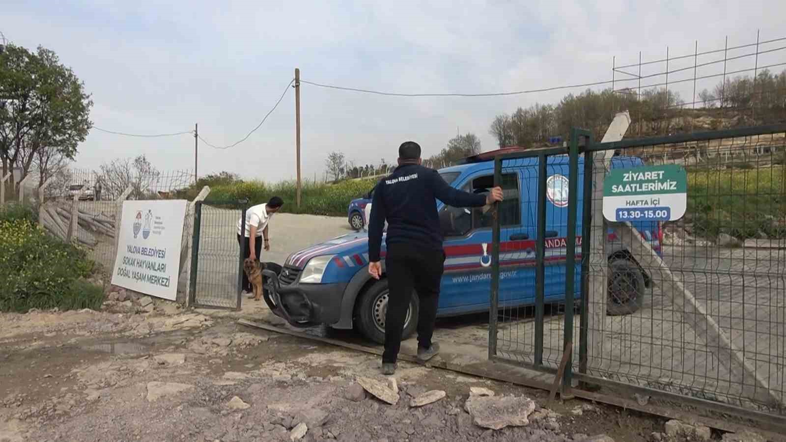 yalovadaki barinakta kopek olumleriyle ilgili sorusturma 0 tPKMELrL