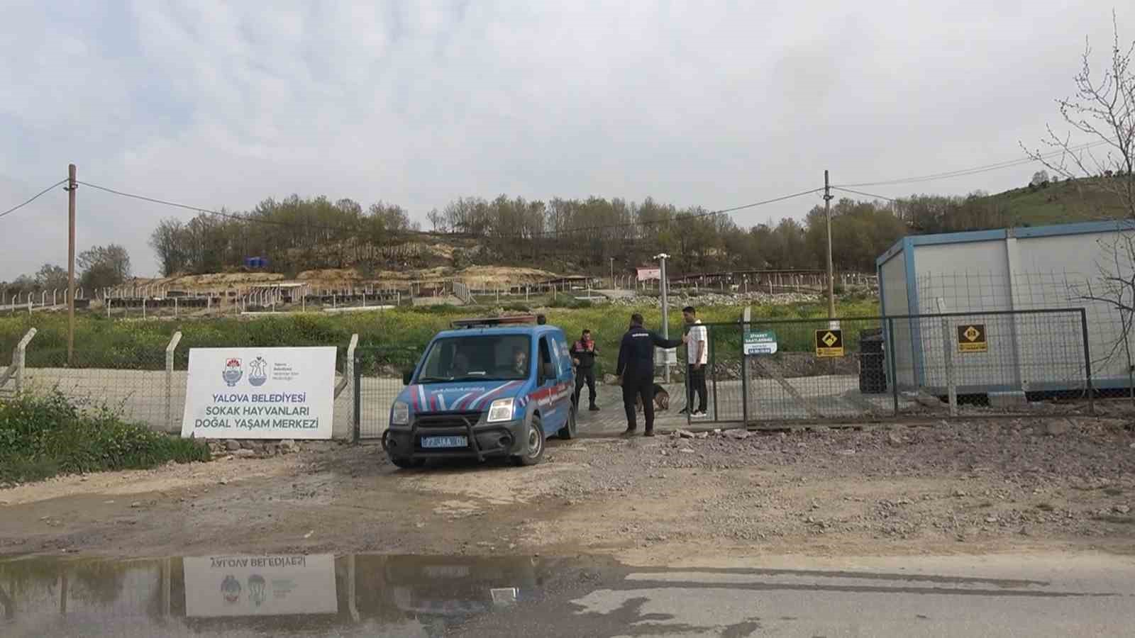 yalovadaki barinakta kopek olumleriyle ilgili sorusturma 1 CLVYZdpj