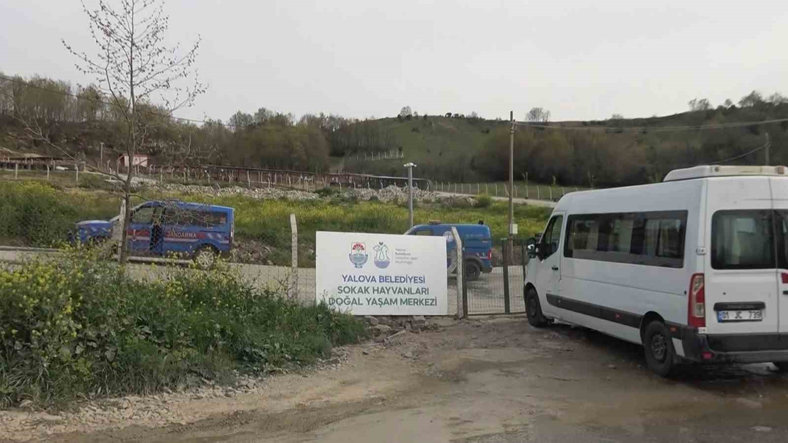 yalovadaki barinakta kopek olumleriyle ilgili sorusturma 2 RjNgsKnO