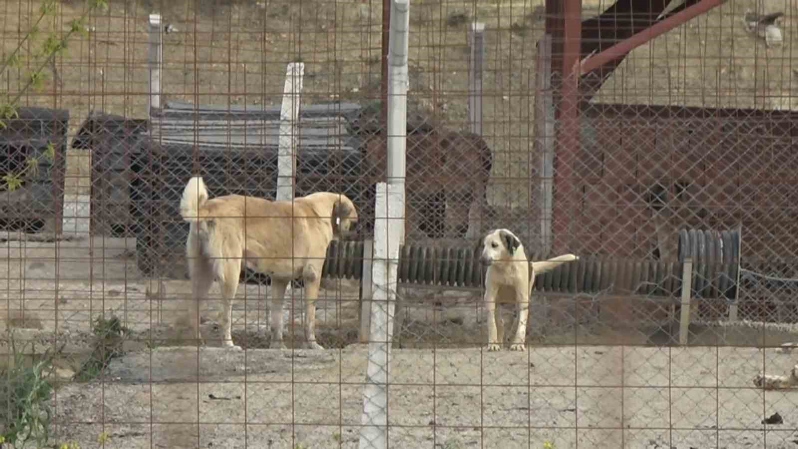 yalovadaki barinakta kopek olumleriyle ilgili sorusturma 4 Zagnh9JC