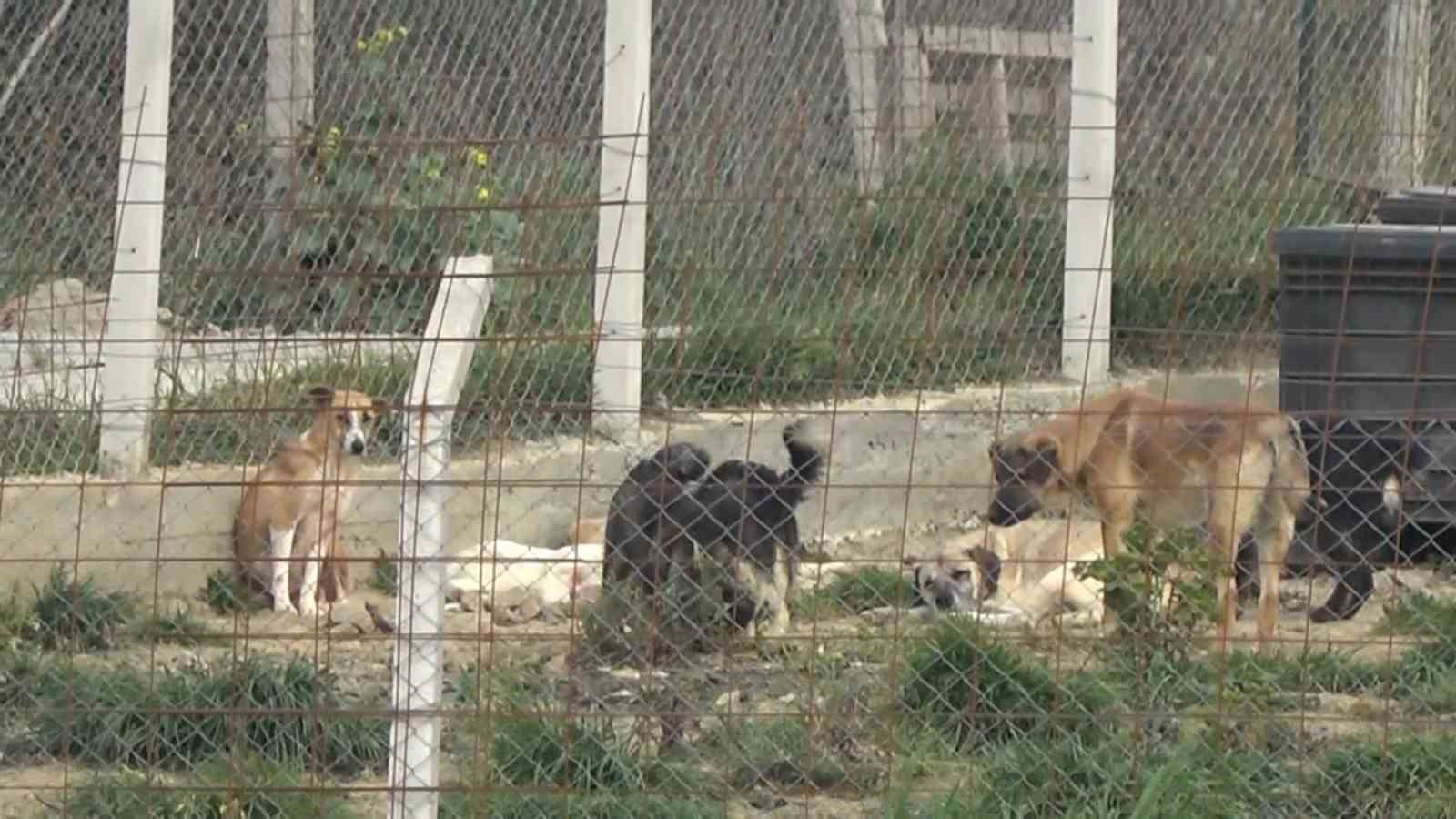 yalovadaki barinakta kopek olumleriyle ilgili sorusturma 6 OJujHGXP