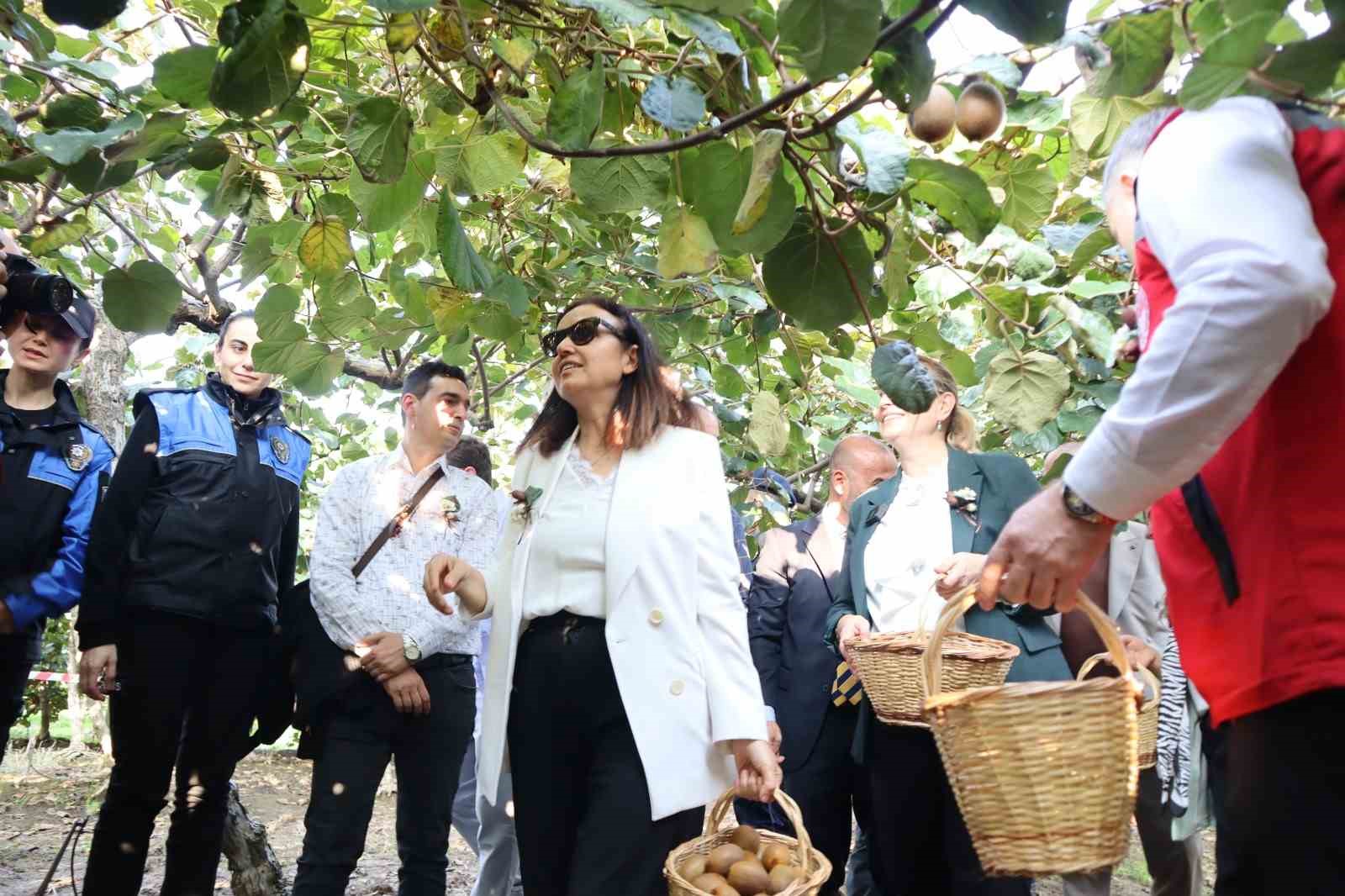yalovanin cografi isaretli meyvesi kivide hasat sevinci 2