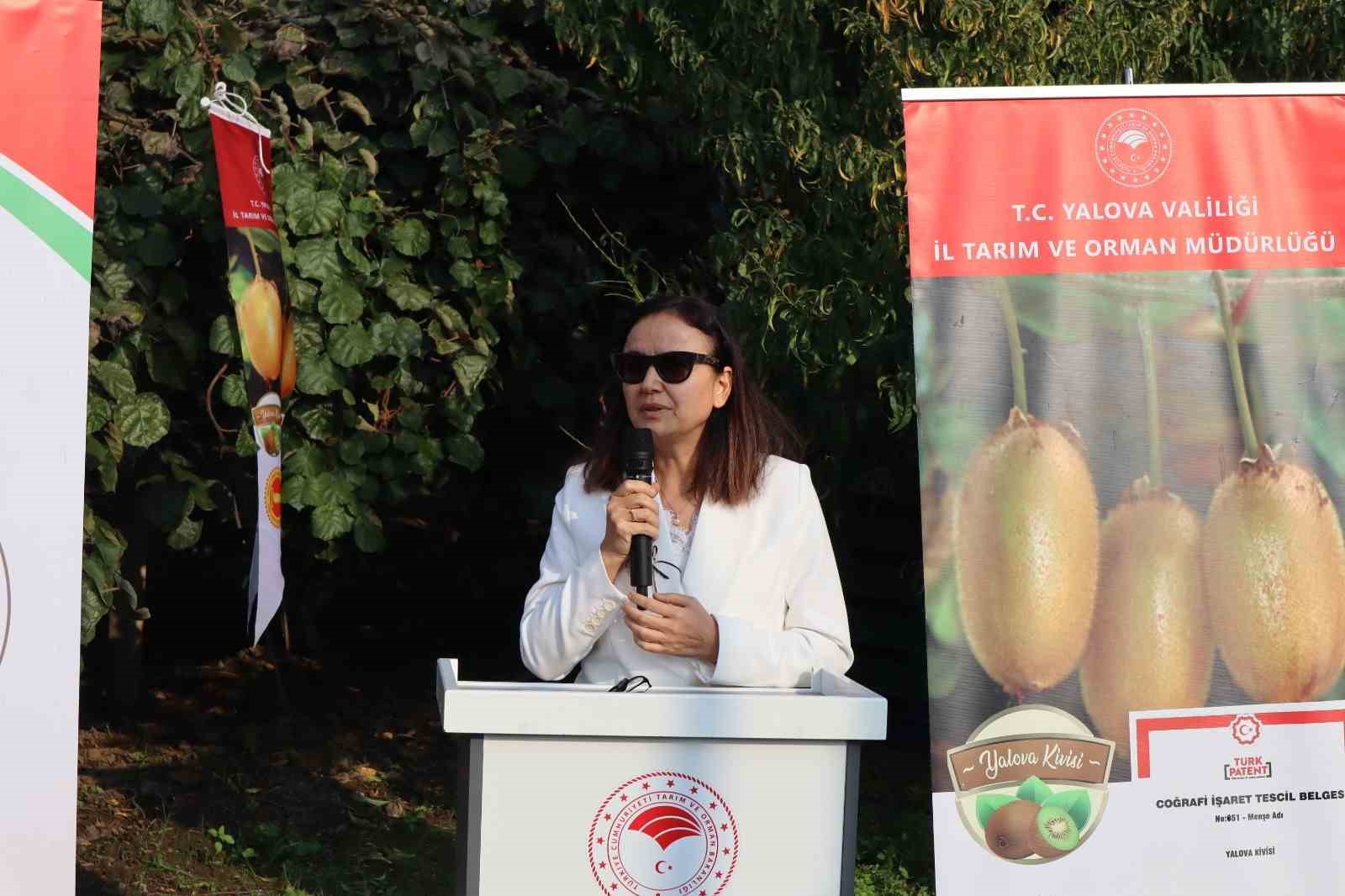 yalovanin cografi isaretli meyvesi kivide hasat sevinci 7 Juei9sIe