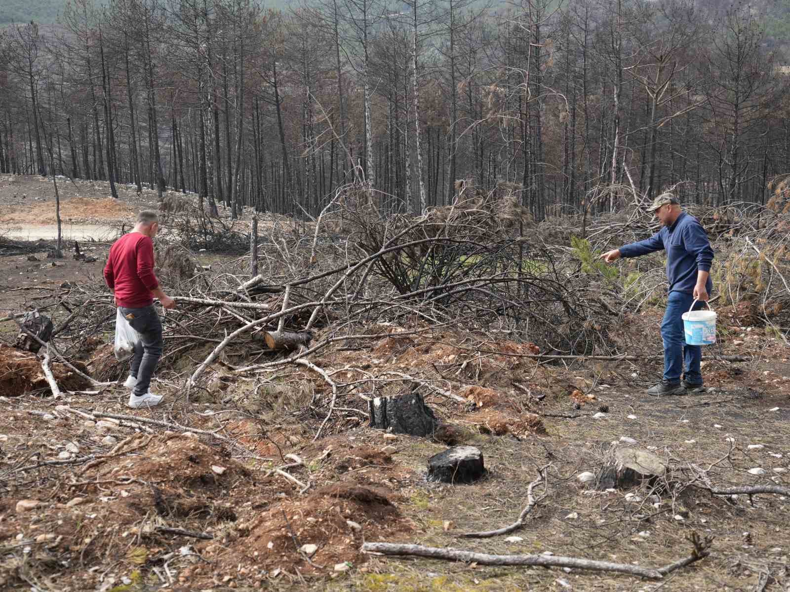 yanan ormanlik alanda kuzugobegi mantari bollugu koylulerin gelir kaynagi oldu 12 3NYspBTU