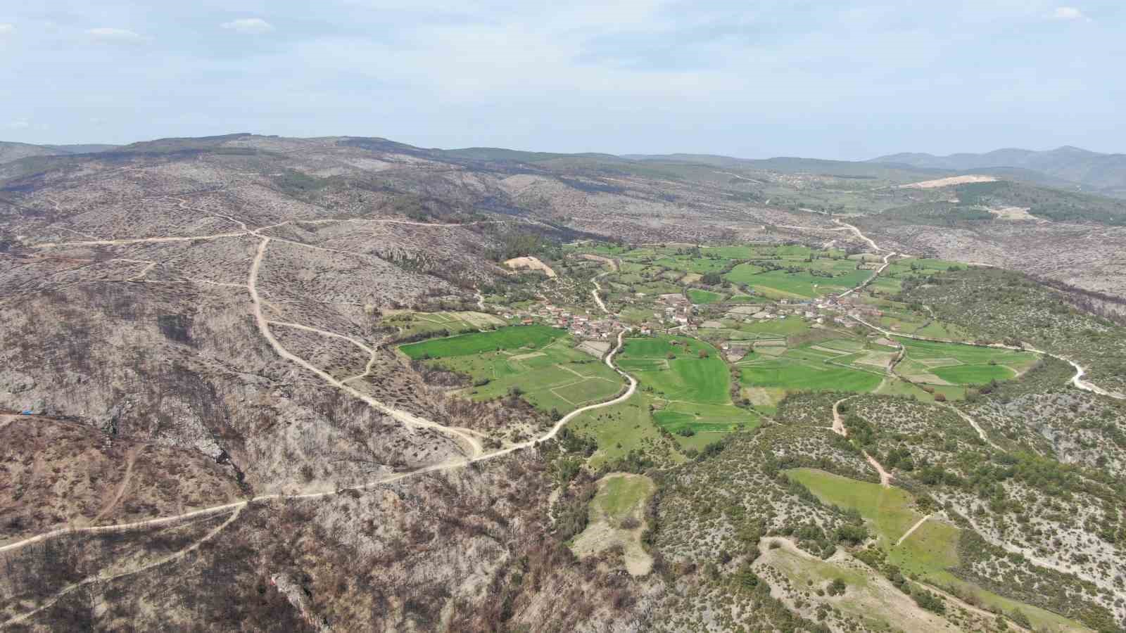 yanan ormanlik alanda kuzugobegi mantari bollugu koylulerin gelir kaynagi oldu 2 7aiPX1FP