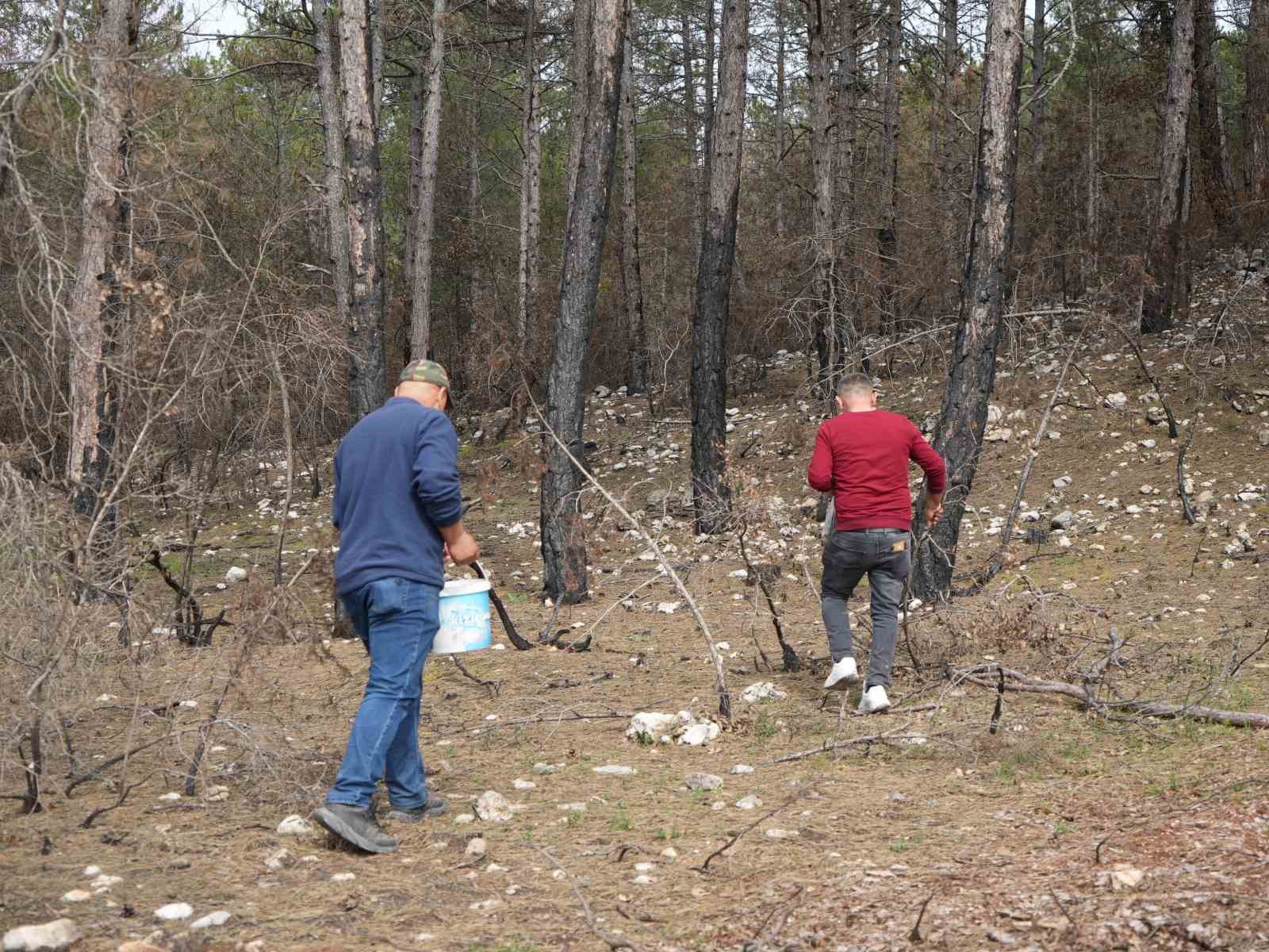 yanan ormanlik alanda kuzugobegi mantari bollugu koylulerin gelir kaynagi oldu 6 u88NkWAw