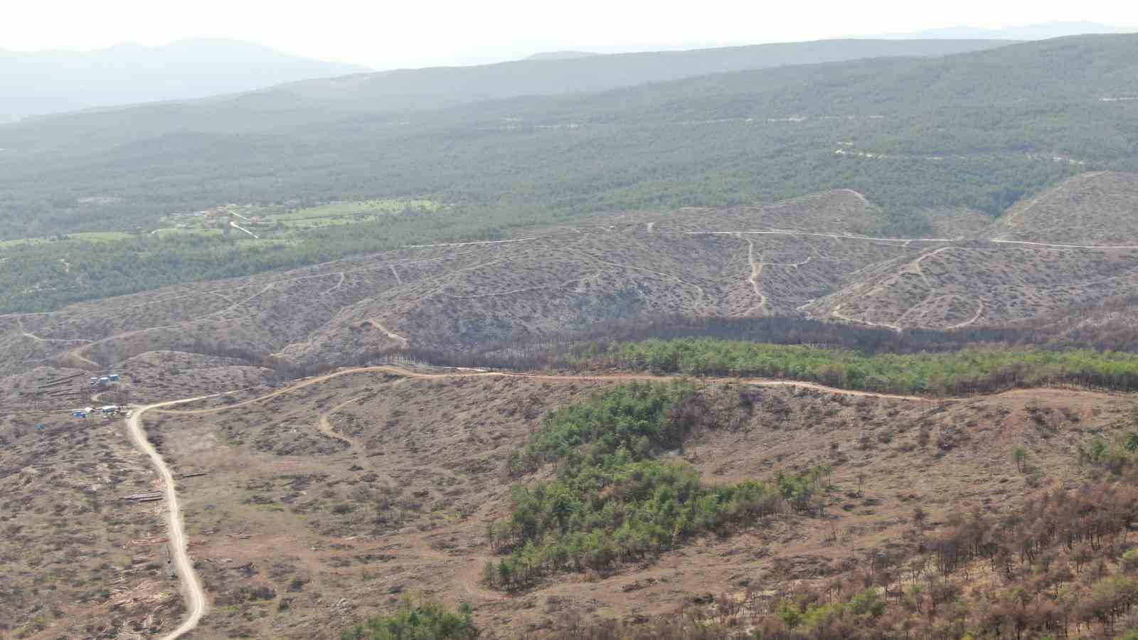 yanan ormanlik alanda kuzugobegi mantari bollugu koylulerin gelir kaynagi oldu 9 A1PpzjAW