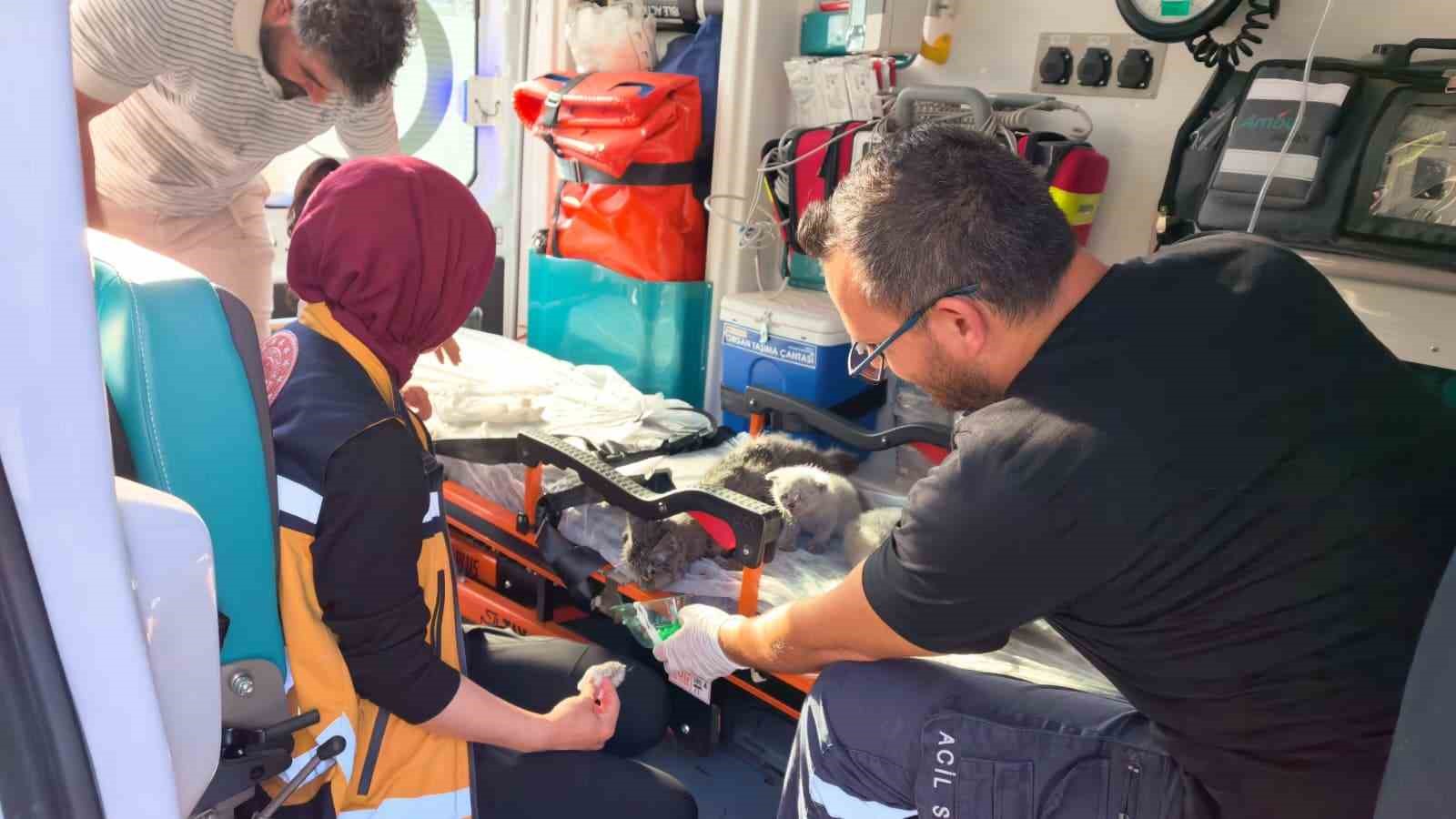 Yangında duygulandıran kurtarma: Anne kedi ve 2 yavrusu hayata döndürüldü 5 yanginda duygulandiran kurtarma anne kedi ve 2 yavrusu hayata donduruldu 1 8pdY6kkB