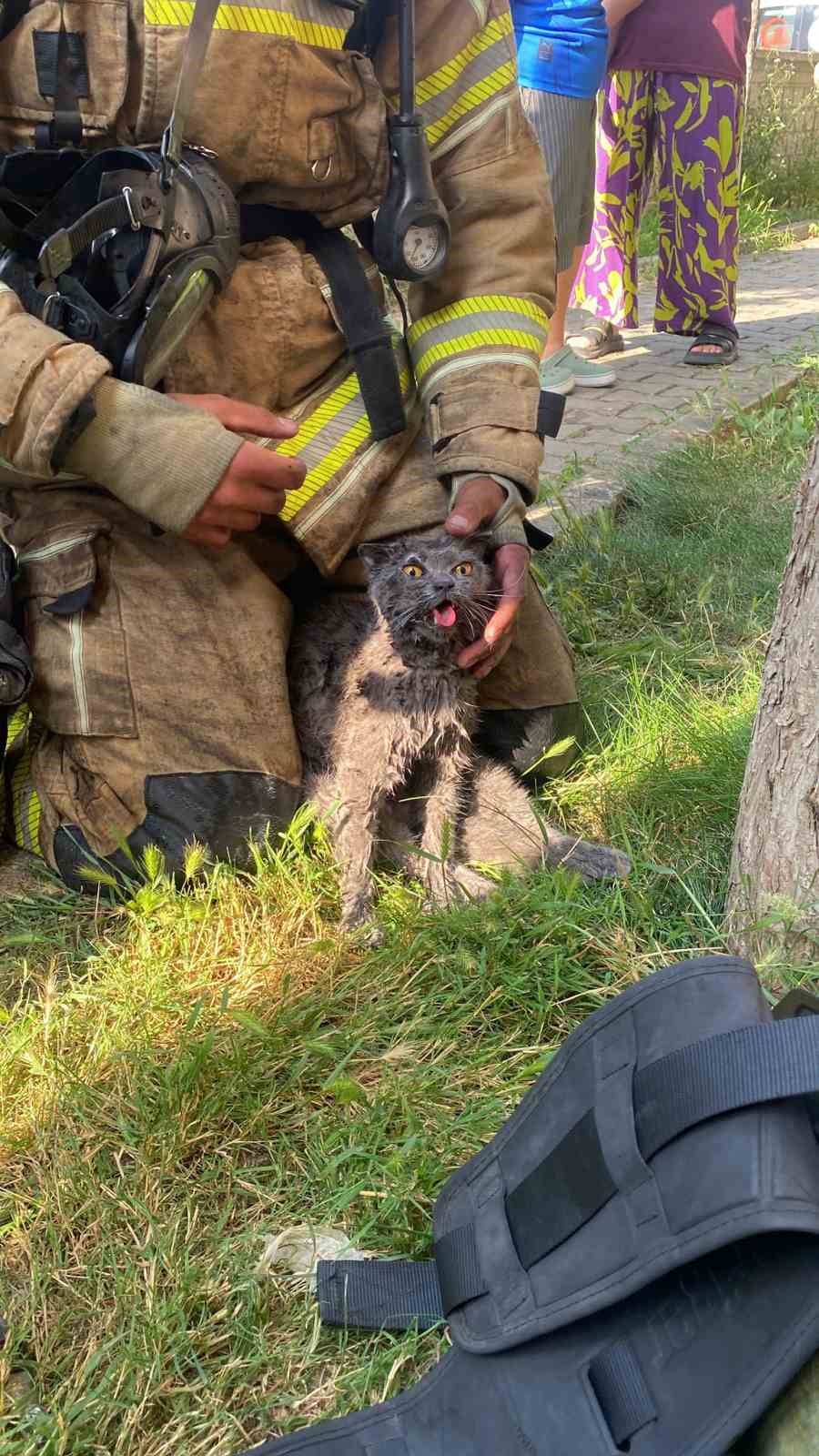 Yangında duygulandıran kurtarma: Anne kedi ve 2 yavrusu hayata döndürüldü 7 yanginda duygulandiran kurtarma anne kedi ve 2 yavrusu hayata donduruldu 3 whFeLWg3