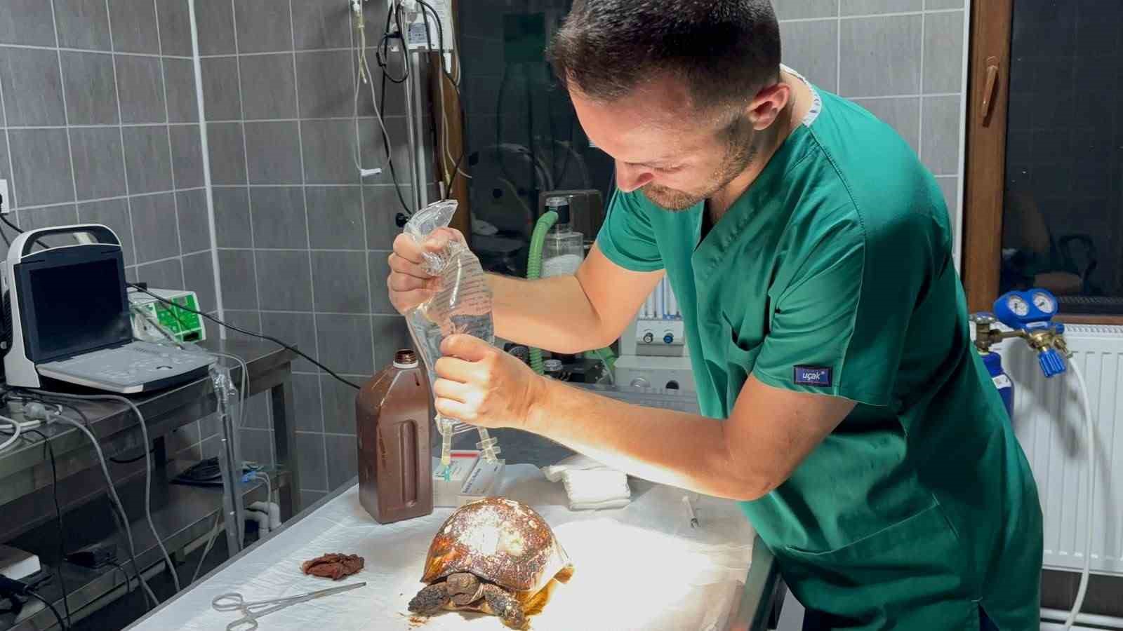 yanginda yaralanan kaplumbaga tedavi altina alindi 1 zg6BIIa5
