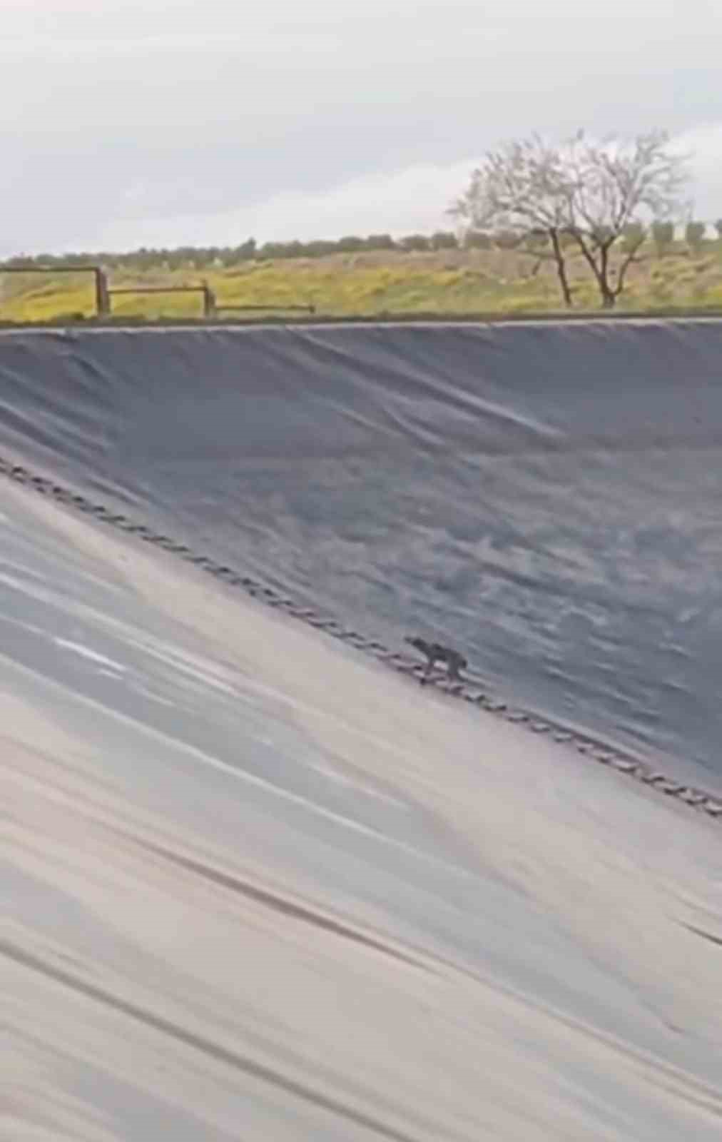 yapay golette mahsur kalan tilkiyi itfaiye kurtardi 1 UabbVyGR