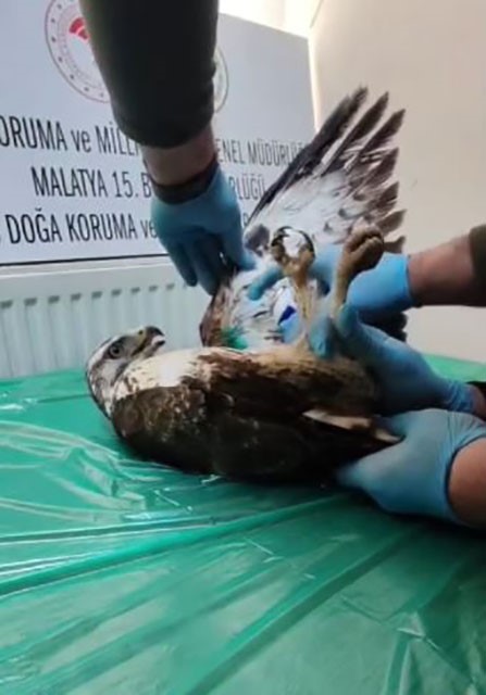 yarali bulunan sahin tedavisinin ardindan dogaya salindi 1