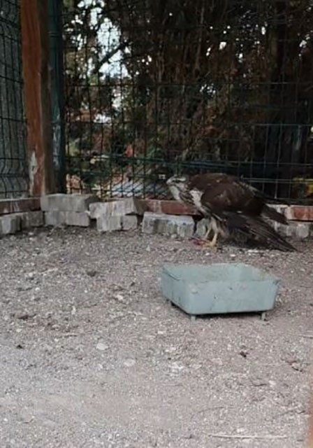 yarali bulunan sahin tedavisinin ardindan dogaya salindi 2 n8vs3jZ3