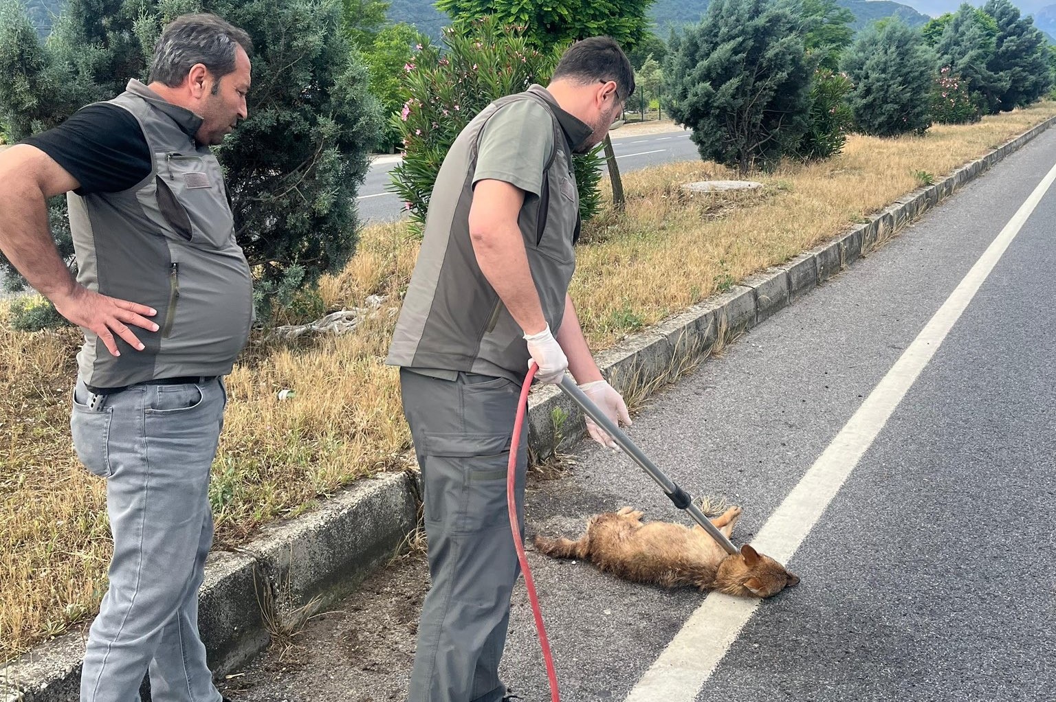 Yaralı çakal tedavi altına alındı 4 yarali cakal tedavi altina alindi 0 j13MZgTF
