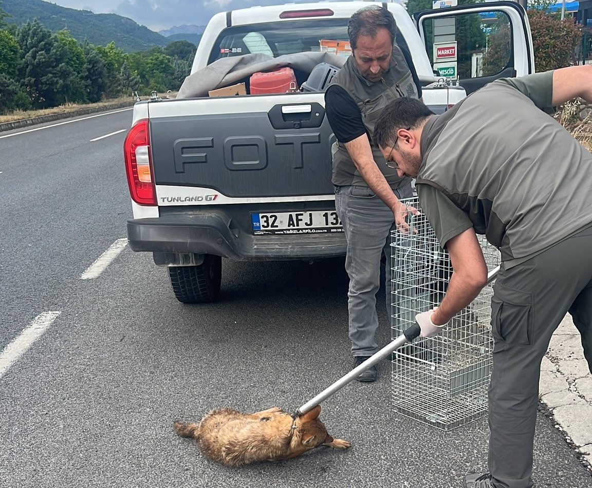 Yaralı çakal tedavi altına alındı 5 yarali cakal tedavi altina alindi 1 GkMWrKKU