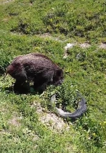 yarali domuz koy yakinlarinda goruntulendi 0 pmpvBwYZ