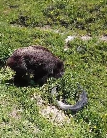 yarali-domuz-koy-yakinlarinda-goruntulendi-1rwKJhjy.jpg