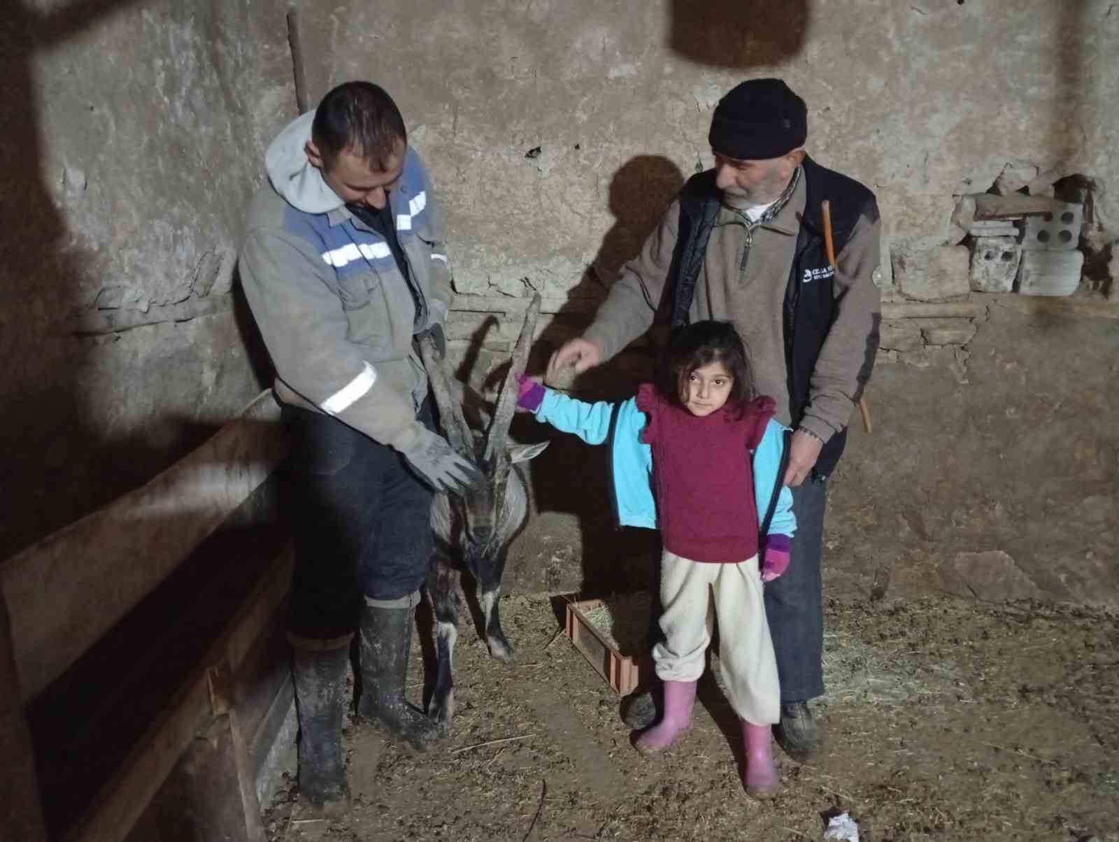 yarali halde bulduklari dag kecisine garip adini verdiler 1 HycUkQLV