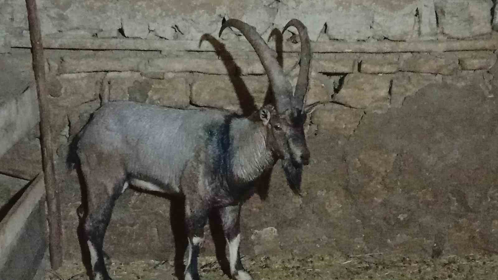 yarali halde bulduklari dag kecisine garip adini verdiler 3 z8SVjr4t