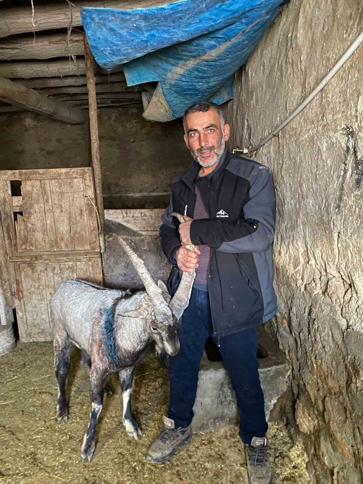 yarali halde bulduklari dag kecisine garip adini verdiler 4 HnEyuXFe