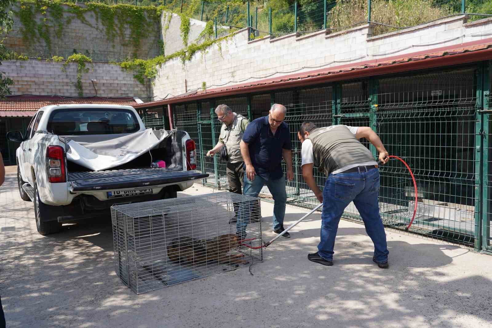 Yaralı halde bulunan çakal tedavi edildi 5 yarali halde bulunan cakal tedavi edildi 1