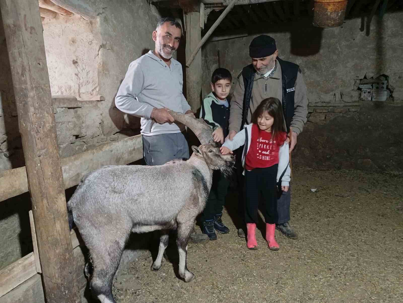yarali halde bulunan dag kecisi tedavisinin ardindan dogaya salindi 0 kO8OIAjC