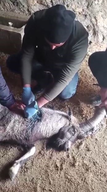 yarali halde bulunan dag kecisi tedavisinin ardindan dogaya salindi 2