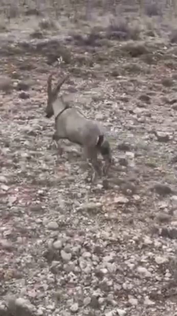 yarali halde bulunan dag kecisi tedavisinin ardindan dogaya salindi 3