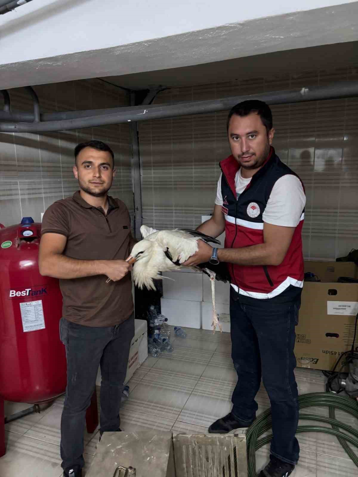 Yaralı halde bulunan leylek, koruma altına alındı 4 yarali halde bulunan leylek koruma altina alindi 0