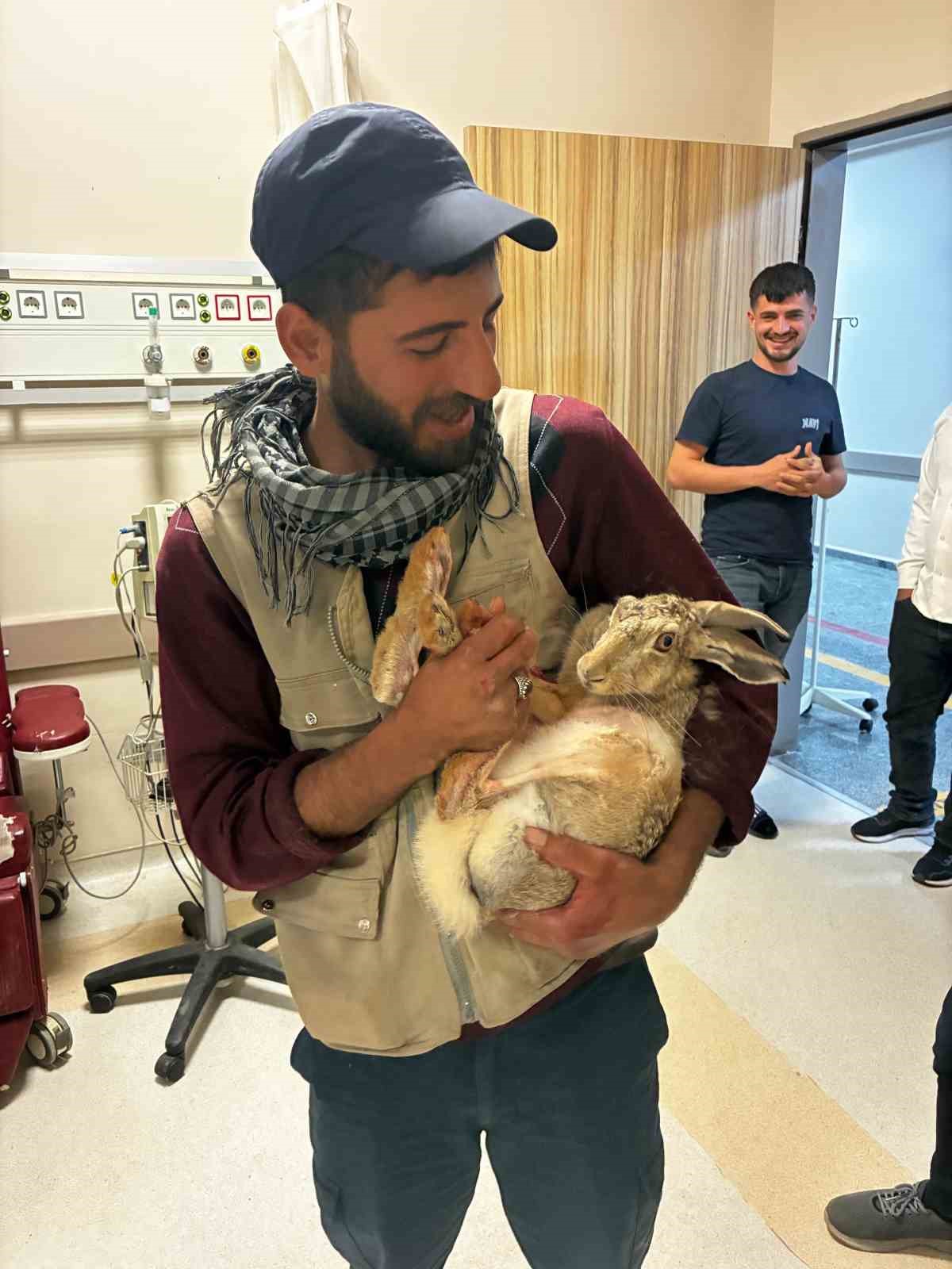 Yaralı hamile tavşan, devlet hastanesi bahçesinde tedavi edildi 4 yarali hamile tavsan devlet hastanesi bahcesinde tedavi edildi 0 X8c6G3Pq