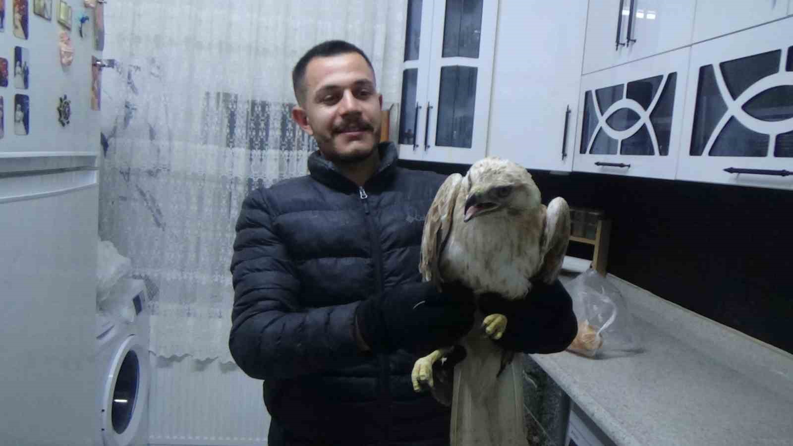 yarali kizil sahini hayvanlara yem olmasi diye evine goturup ekiplere teslim etti 1 YVa7cSJV