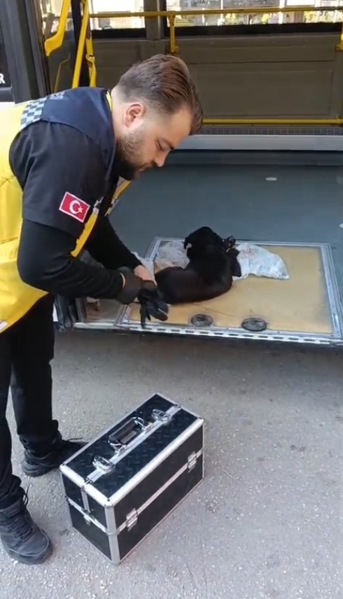 Yaralı köpeği kurtarmak için seferini yarıda bırakan halk otobüsü şoföründen insanlık dersi 12 yarali kopegi kurtarmak icin seferini yarida birakan halk otobusu soforunden insanlik dersi 8 ZtzdJnAR