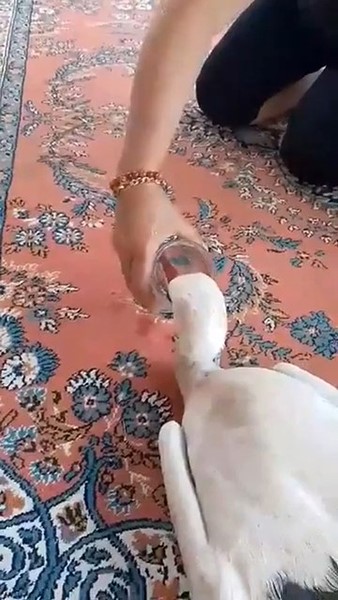 yarali leylege sahip cikti 0 bEbUL5sb