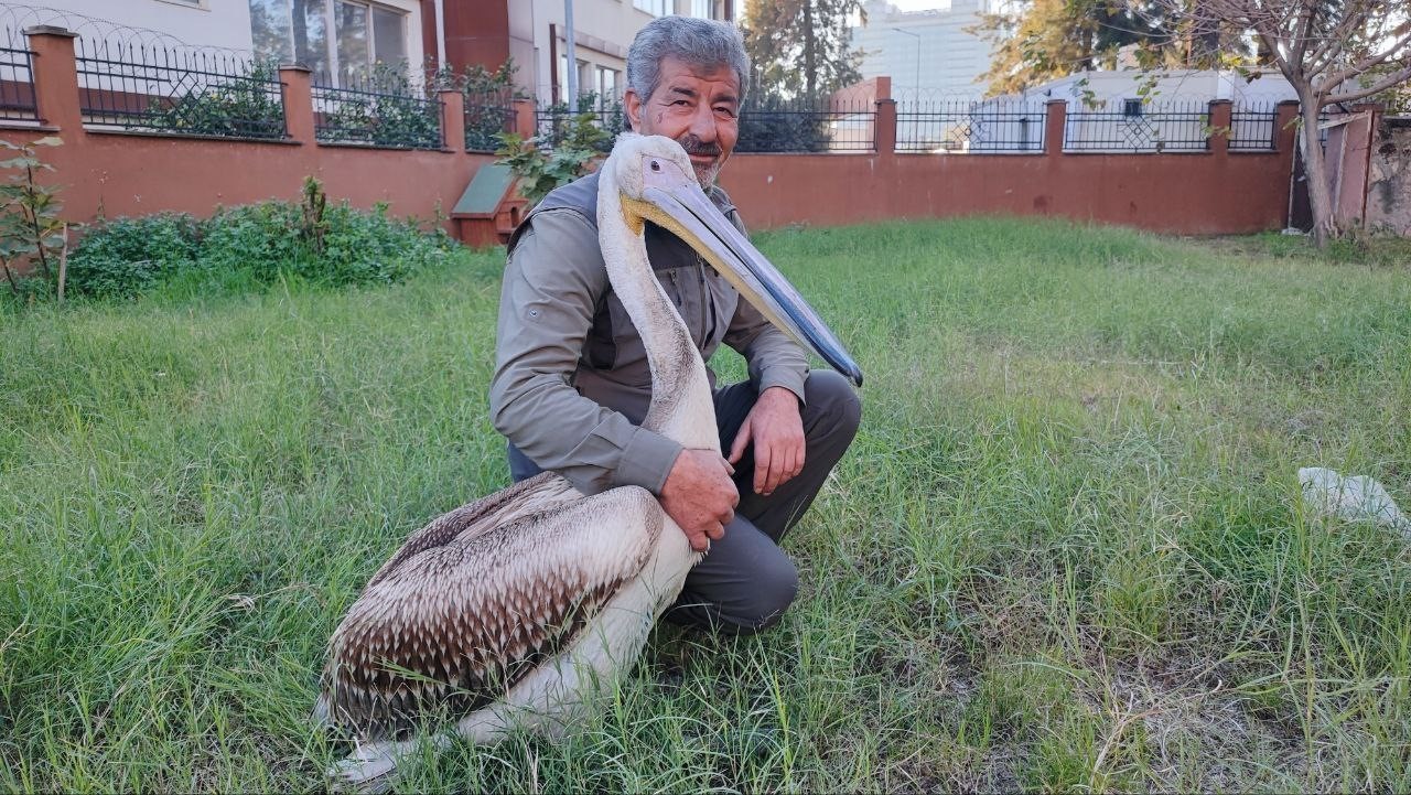 yarali pelikanin yurek isitan dostlugu 0 8aJ4BKfO