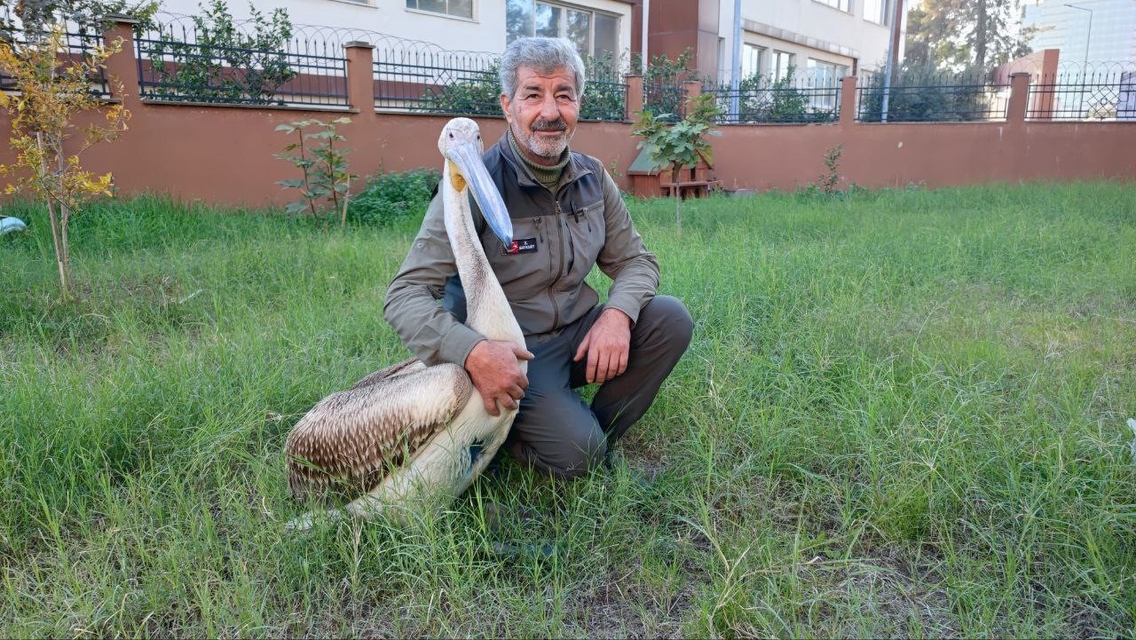 yarali pelikanin yurek isitan dostlugu 1 6L8bIFGv