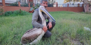 yarali-pelikanin-yurek-isitan-dostlugu-7xBelnTU.jpg