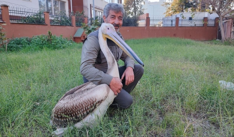 yarali-pelikanin-yurek-isitan-dostlugu-7xBelnTU.jpg