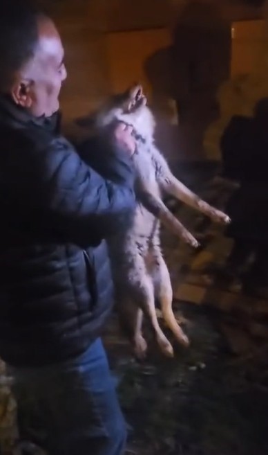 yarali tilki icin seferber oldu 1 O5gUPzgp