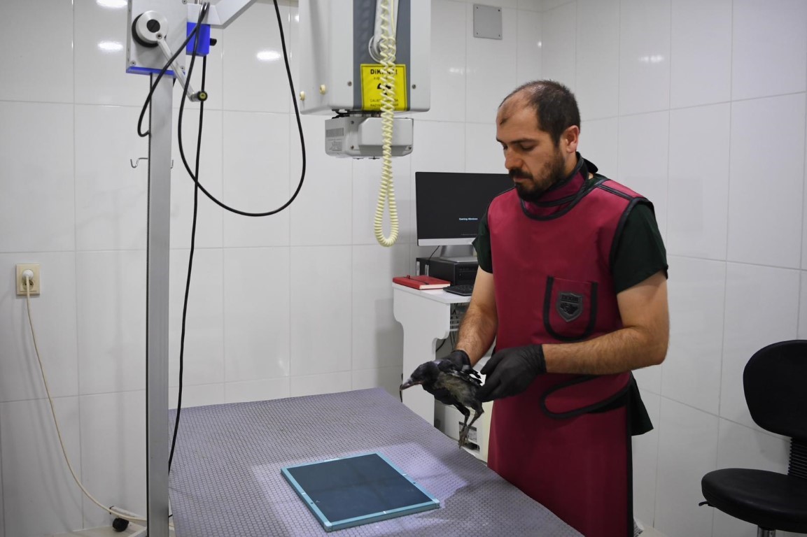 yarali yavru kargaya adeta bebek gibi bakiyorlar 0 8RNUStY3