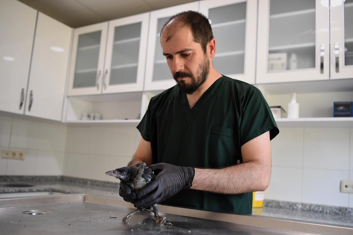yarali yavru kargaya adeta bebek gibi bakiyorlar 3 uyQji991