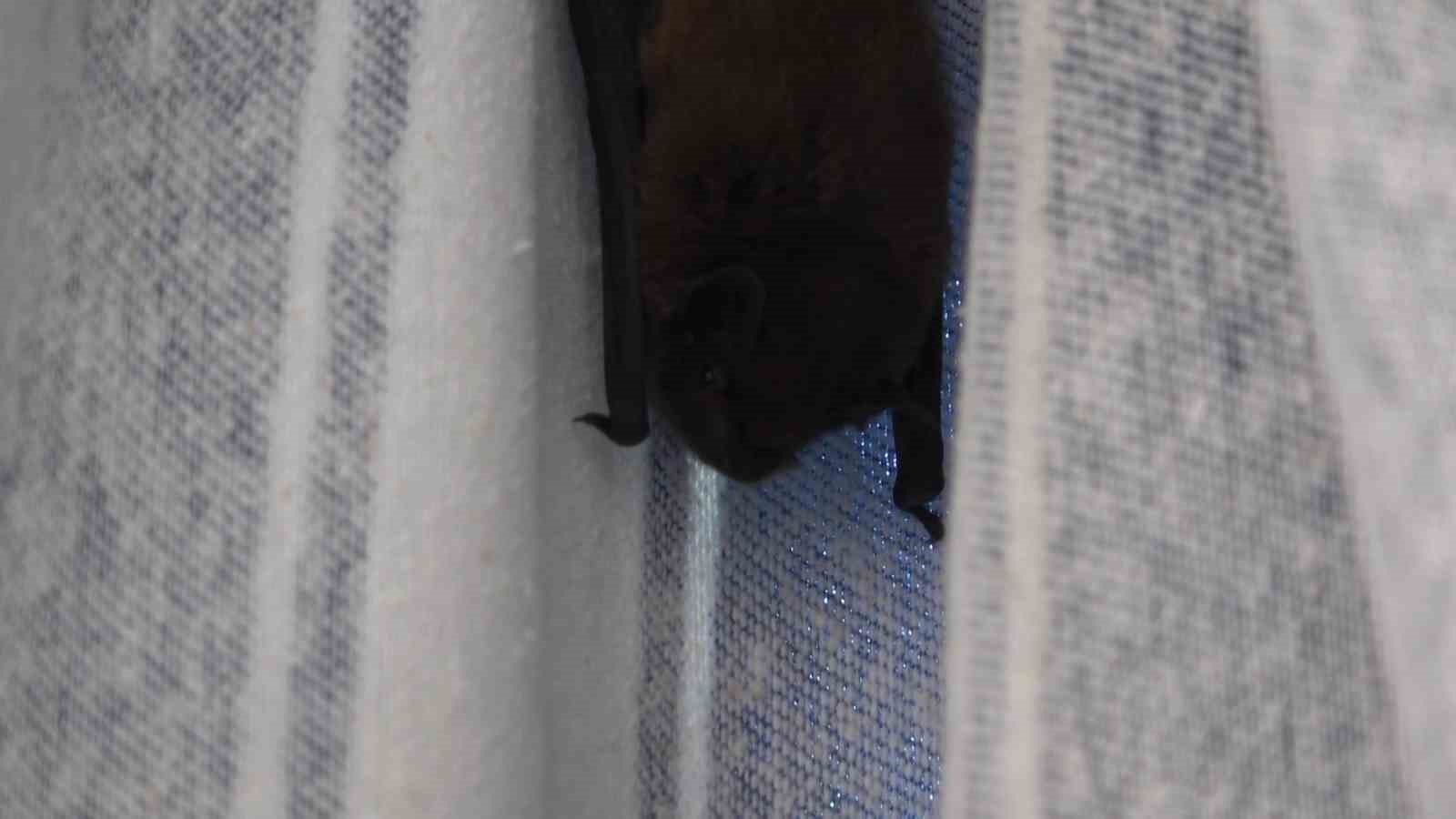 Yarasa balkon perdesini yuvaya dönüştürdü, ev sahibi ‘Batman’ adını verdi 4 yarasa balkon perdesini yuvaya donusturdu ev sahibi batman adini verdi 0 6FUqNK7w