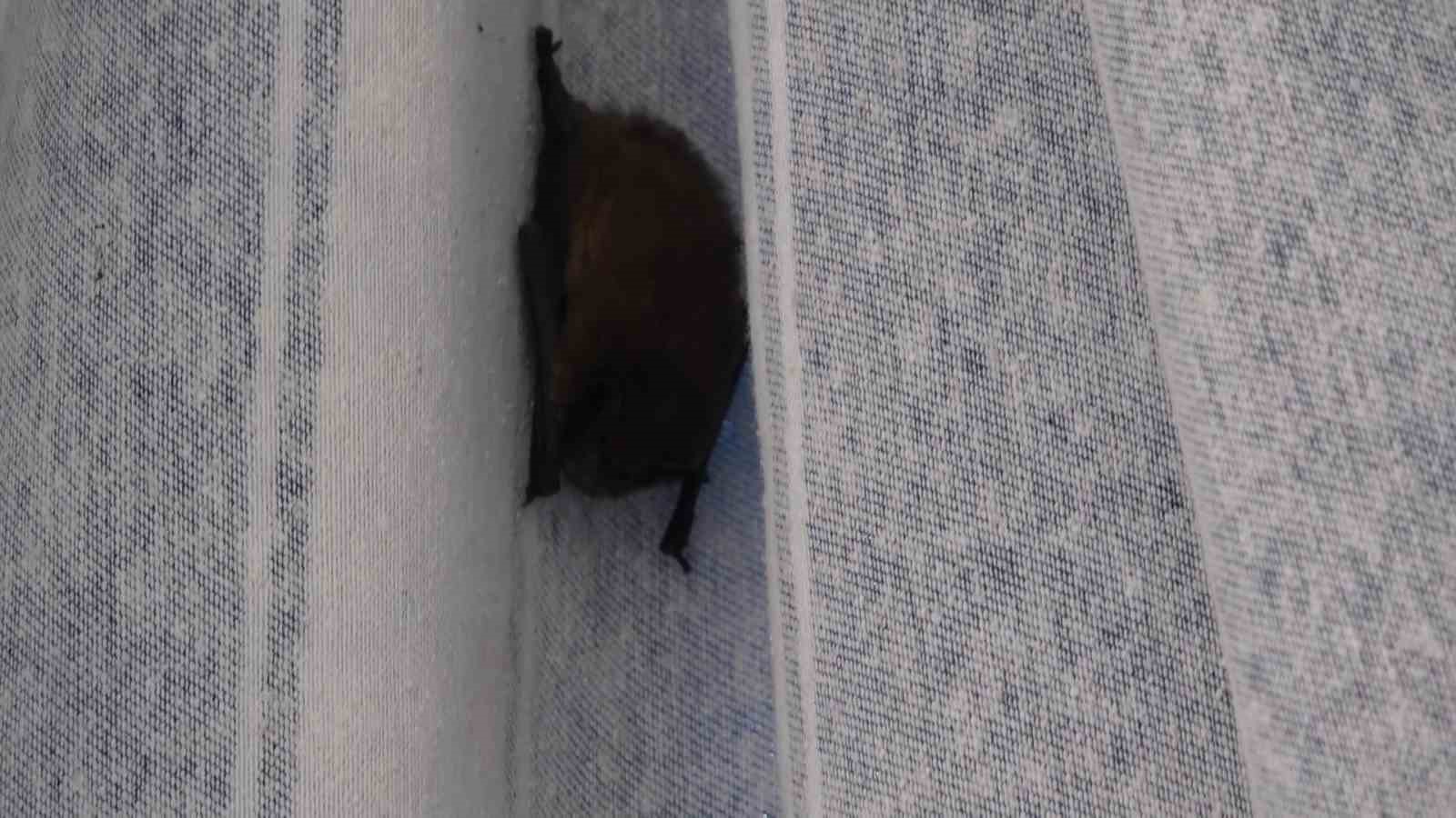 Yarasa balkon perdesini yuvaya dönüştürdü, ev sahibi ‘Batman’ adını verdi 5 yarasa balkon perdesini yuvaya donusturdu ev sahibi batman adini verdi 1 8eTSsmOR