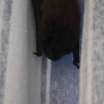 yarasa-balkon-perdesini-yuvaya-donusturdu-ev-sahibi-batman-adini-verdi-muCi3bf6.jpg