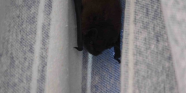 yarasa-balkon-perdesini-yuvaya-donusturdu-ev-sahibi-batman-adini-verdi-muCi3bf6.jpg