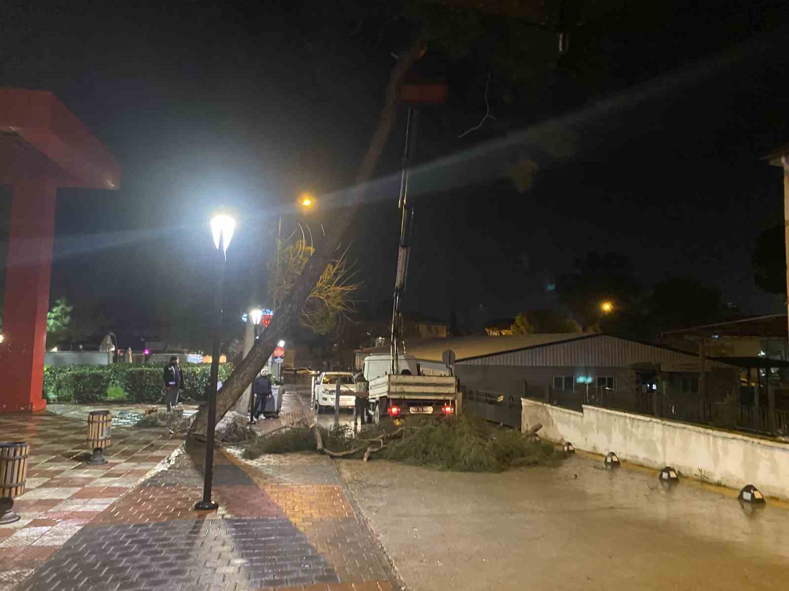 yarim asirlik cam agaci firtinaya dayanamadi 2