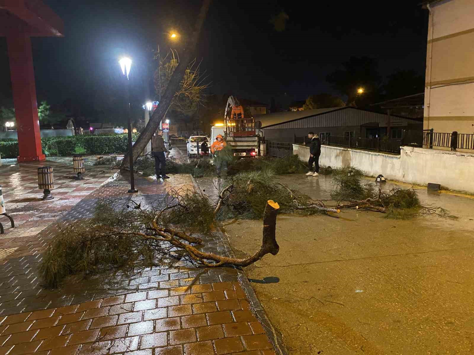 yarim asirlik cam agaci firtinaya dayanamadi 4