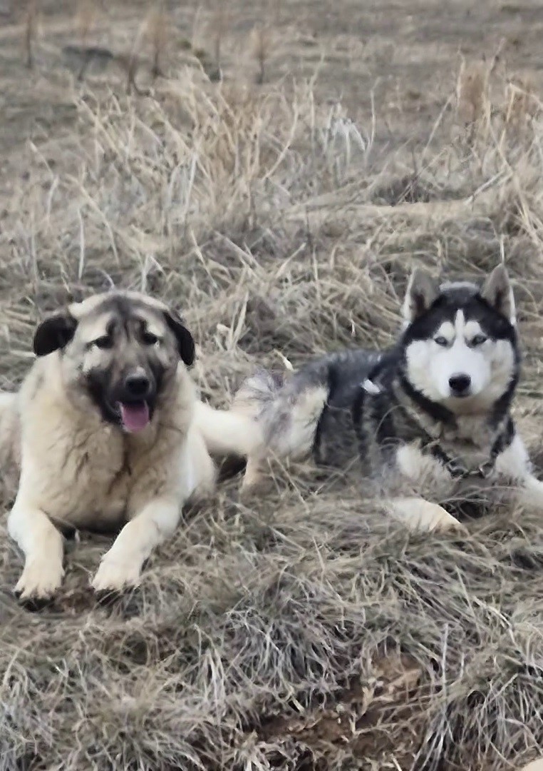 yavru kangal gonlunu sibirya kurduna kaptirdi 1 BOkHKgcT
